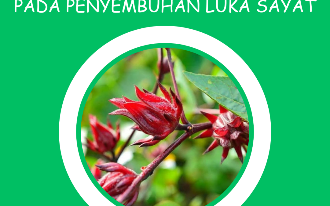 MONOGRAF PERAN KELOPAK BUNGA ROSELLA (Hibiscus sabdariffa L.) PADA PENYEMBUHAN LUKA SAYAT