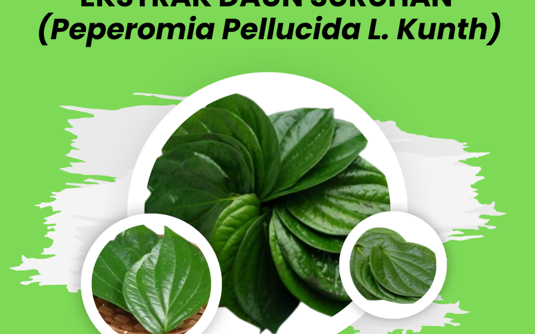 MONOGRAF POTENSI ANTIDIABETES DAN PROLIFERASI JARINGAN EKSTRAK DAUN SURUHAN (Peperomia Pellucida L. Kunth )