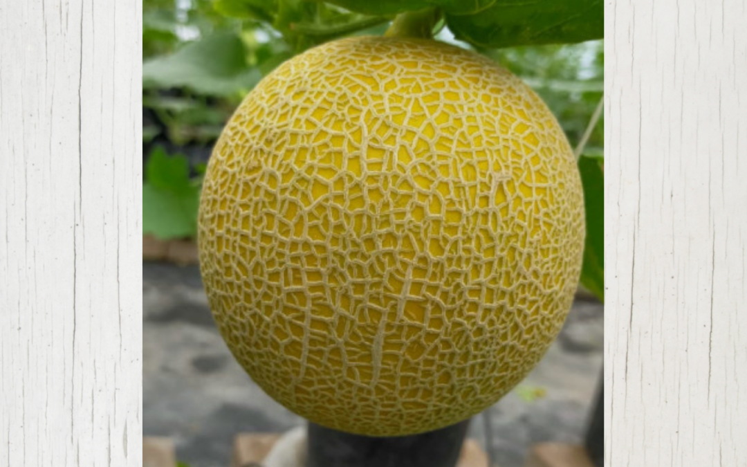 MADRASAH AGRIBISNIS : MELON INTHANON